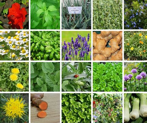 Traditional Remedies, Modern Science: Unveiling the Magic of Medicinal Plants